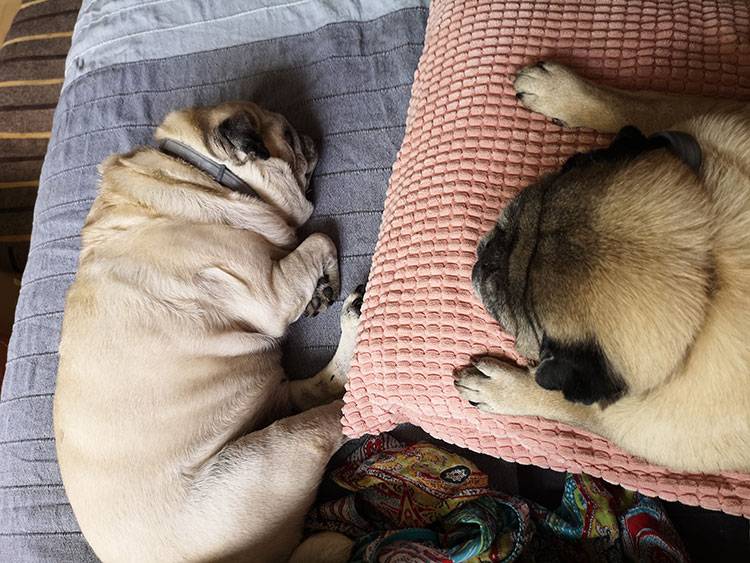 mops mopsy mopsiki Kumok i Miszur Zazie