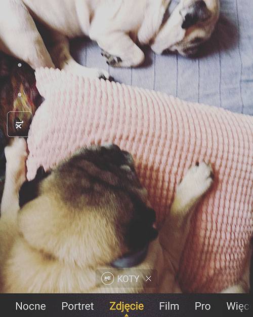 mops mopsy mopsiki Kumok i Miszur Zazie