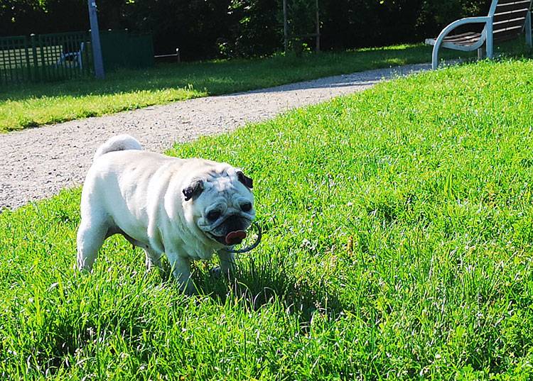 mops mopsy mopsiki Kumok i Miszur Zazie