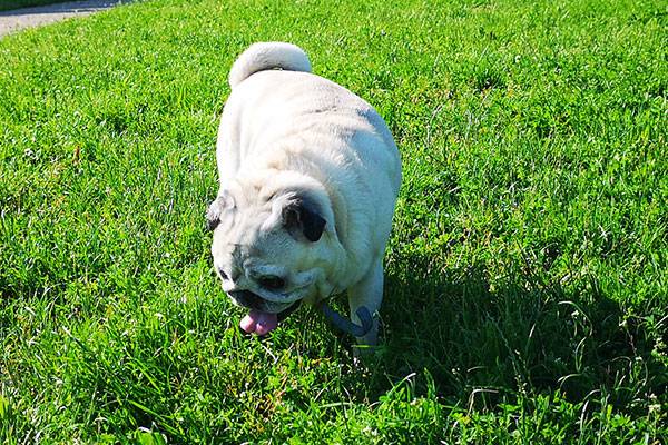 mops mopsy mopsiki Kumok i Miszur Zazie