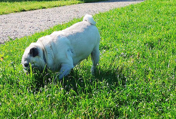 mops mopsy mopsiki Kumok i Miszur Zazie