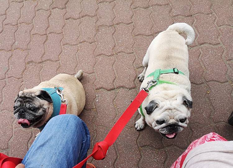 mops mopsy mopsiki Kumok i Miszur Zazie