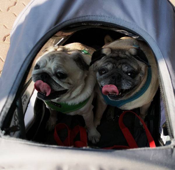 mops mopsy mopsiki Kumok i Miszur Zazie