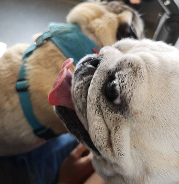 mops mopsy mopsiki Kumok i Miszur Zazie