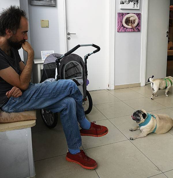 mops mopsy mopsiki Kumok i Miszur Zazie