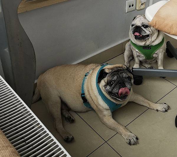 mops mopsy mopsiki Kumok i Miszur Zazie