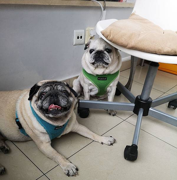 mops mopsy mopsiki Kumok i Miszur Zazie