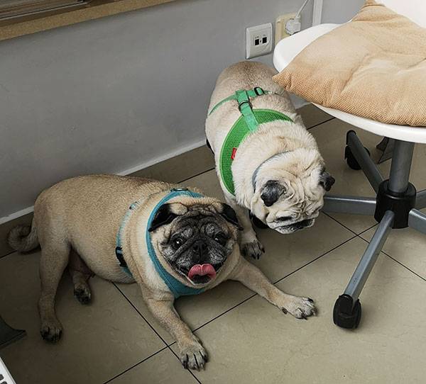 mops mopsy mopsiki Kumok i Miszur Zazie