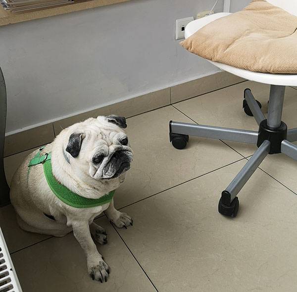 mops mopsy mopsiki Kumok i Miszur Zazie