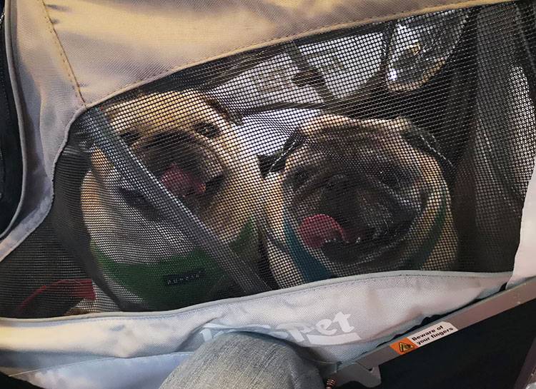 mops mopsy mopsiki Kumok i Miszur Zazie