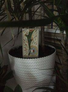 karta dnia: AS KIJÓW