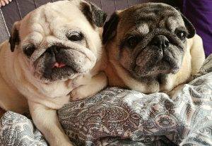 życie z mopsami jest pełne atrakcji