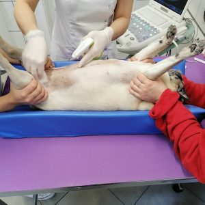 Jak nie urok, to przemarsz wojsk, sraczka, padaczka i kolekcja minerałów