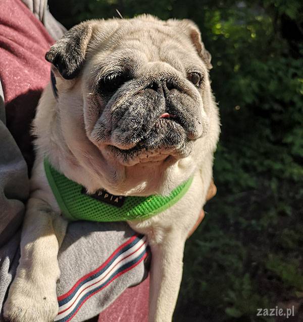 mops mopsik pug zazie Kumok