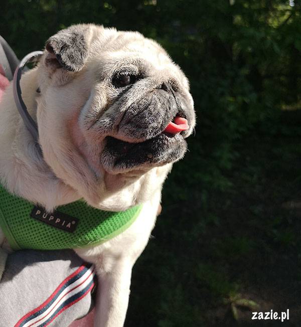 mops mopsik pug zazie Kumok