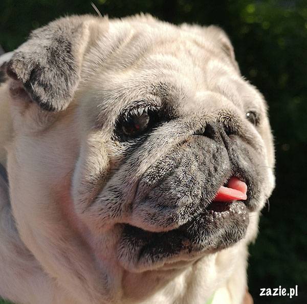 mops mopsik pug zazie Kumok