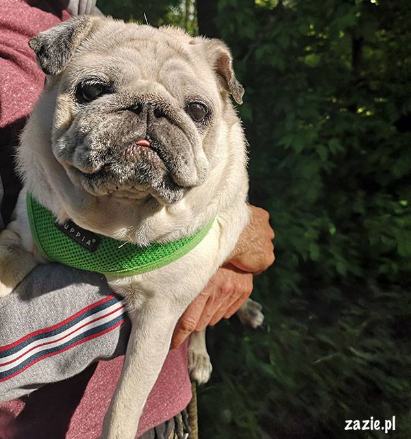 mops mopsik pug zazie Kumok