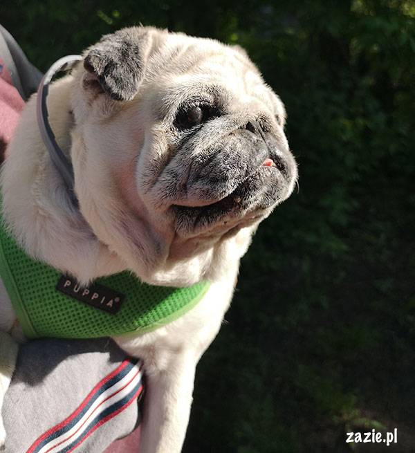 mops mopsik pug zazie Kumok