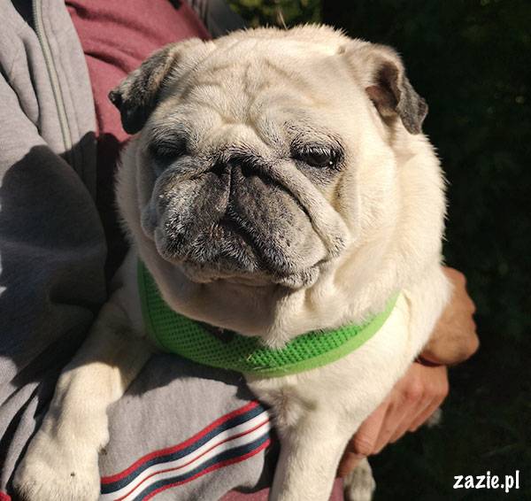 mops mopsik pug zazie Kumok