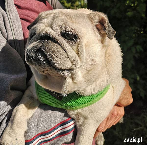 mops mopsik pug zazie Kumok