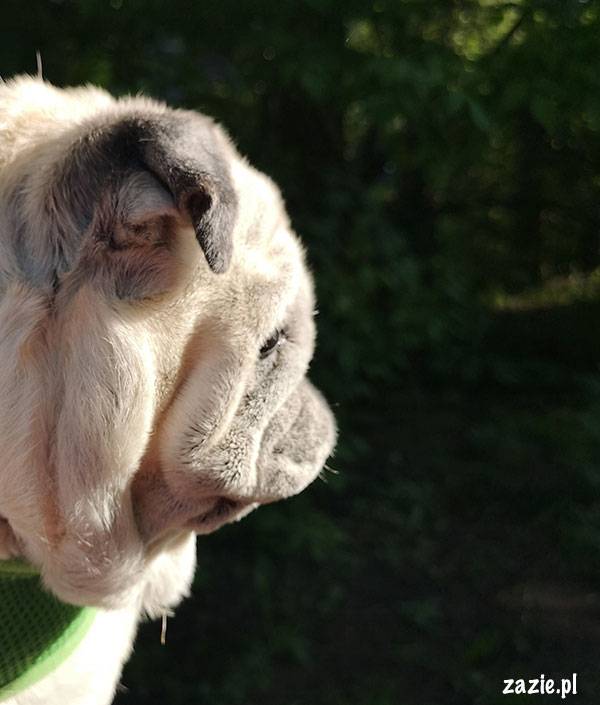 mops mopsik pug zazie Kumok