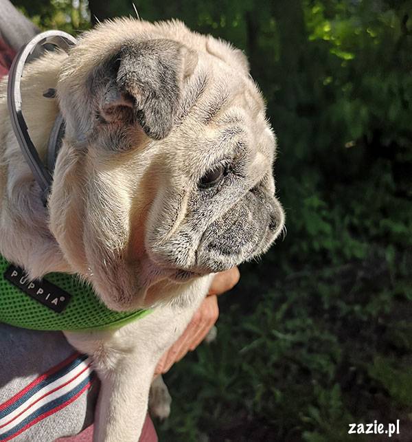 mops mopsik pug zazie Kumok