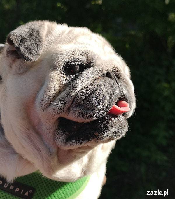 mops mopsik pug zazie Kumok