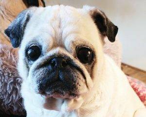 Mienso mi daj i Bambocyl!