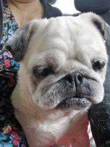 hardkorowa mopsia majówka