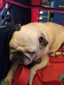 kolejne tournee po weterynarzach