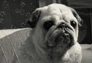 Kumok ❤️ (18.01.2009 – 01.11.2021) ❤️