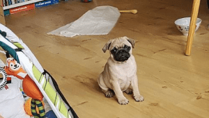 Życie codzienne szczeniaczka