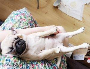 Zazie dziś trochę gorzej, ale Czuczu wspaniale!