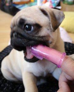 Małe Czuczu próbuje podbić pryzmę i serduszko Misia Miszura