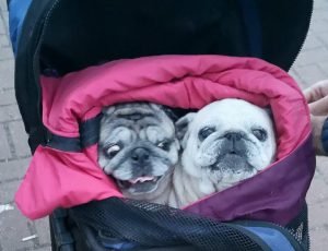 Trzeba było widzieć minę weterynarza robiącego USG…