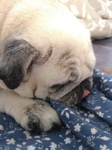 Nie ma na świecie nic słodszego niż Kumok o 07:43