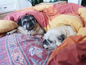 wygoda, luksus i prestiżowość