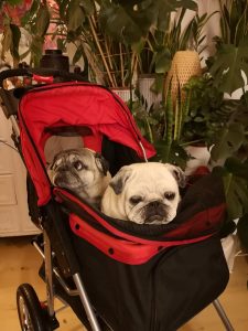 Mopsikowóz z przyjaznego kosmosu!