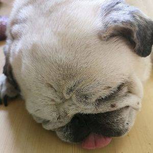 pjeruny siarczyste, ogniste…