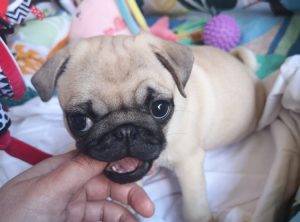 pierwsze dokonania Małego Czuczu