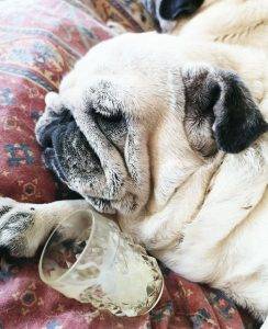 wiosenno-mopsie niepokoje Matki Zazie