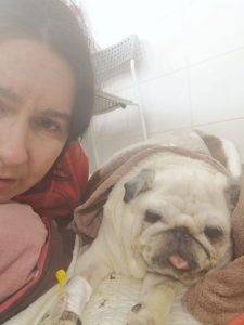 Kumok ma ostre zapalenie trzustki