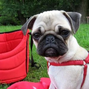 Słodkie i awanturne dzieciństwo Kumoka