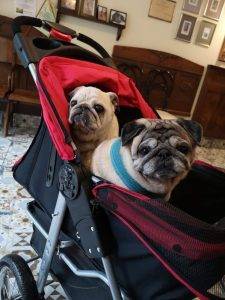 Jak nie urok, to sraczka…