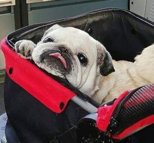 Z miłością i do przodu!