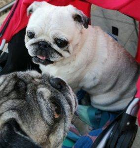 Kumok kocha życie ❤️