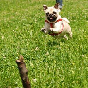 łąkowy lodołamacz, torujący sobie drogę mordką