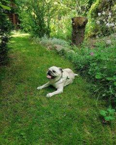 Mój piękny pies w pięknym ogrodzie