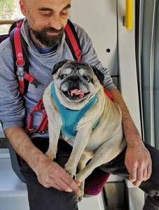 Misio wiezie swoje Czuczło do doktora