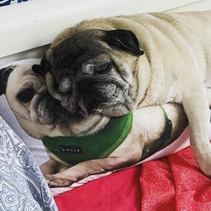 dzisiaj mija rok odkąd Kumok zaczęła swoją walkę i dokładnie pół roku odkąd odeszła…